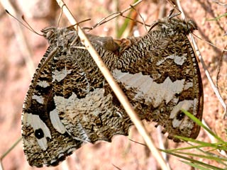Weier Waldportier Brintesia ( Aulocera ) circe Great Banded Grayling