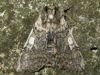 Gelbhorn-Eulenspinner  Achlya flavicornis