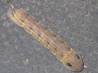 Raupe Hippotion celerio  Gro�er Weinschw�rmer  Silver-striped Hawk-moth