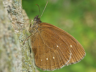 Brauner Waldvogel Schornsteinfeger  Aphantopus hyperantus   The Ringlet