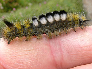 Raupe Dicallomera fascelina Ginster-Streckfu Rtlichgrauer