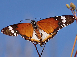 Afrikanischer Monarch Danaus Chrysippus Form alcippus