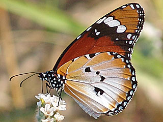 Afrikanischer Monarch Danaus Chrysippus Form alcippus