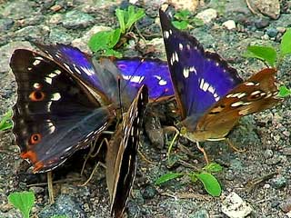 4  Kleine Schillerfalter Apatura ilia  Lesser Purple Emperor f.clytie