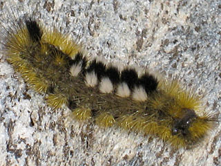 Dicallomera fascelina Ginster-Streckfu Rtlichgrauer