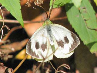 Kanaren-Weiling  Pieris cheiranthi