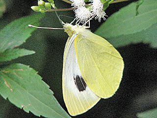 Kanaren-Weiling  Pieris cheiranthi