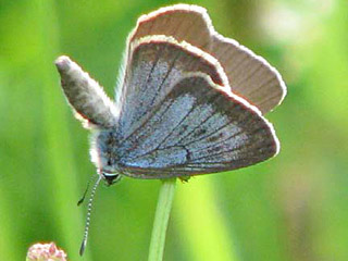 Dunkler Wiesenknopf-Ameisenbluling  Maculinea nausithous