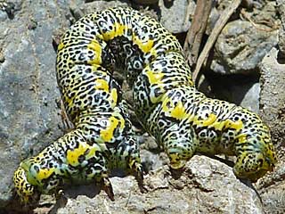 Raupe Lycia alpina Alpenspanner