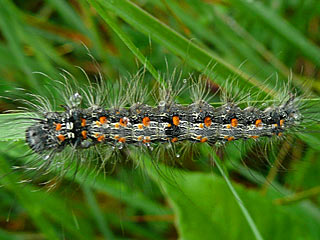 Lithosia quadra Vierpunkt-Flechtenbrchen Four-spotted Footman