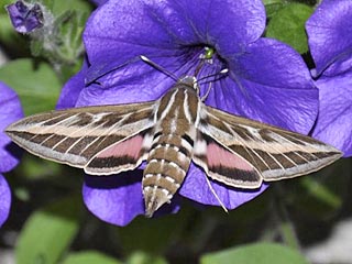 Hyles livornica  Hyles livornica Striped Hawk-moth
