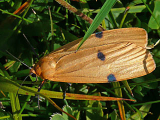 Lithosia quadra Vierpunkt-Flechtenbrchen Four-spotted Footman