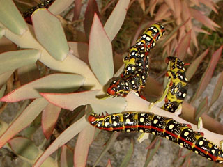 Raupe Hyles euphorbiae Wolfsmilchschwrmer Spurge Hawk-moth