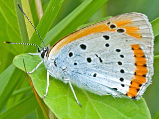 Lycaena dispar batava  Groer Feuerfalter Large Copper