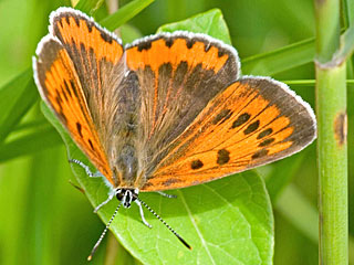 Lycaena dispar batava  Groer Feuerfalter Large Copper