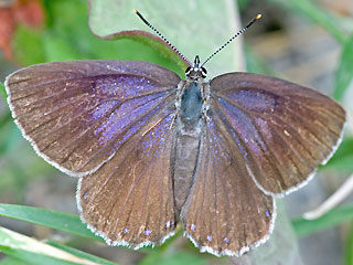 Spanischer Blauer Zipfelfalter Laeosopis roboris Spanish Purple Hairstreak