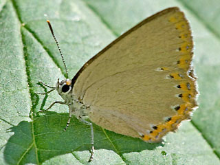 Spanischer Blauer Zipfelfalter Laeosopis roboris Spanish Purple Hairstreak