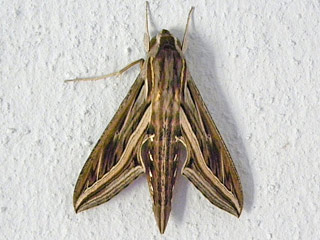 Hippotion celerio  Gro�er Weinschw�rmer  Silver-striped Hawk-moth