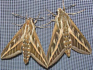 Hyles livornica  Hyles livornica Striped Hawk-moth