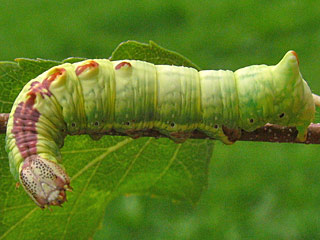 Dromedar-Zahnspinner  Notodonta dromedarius  Iron Prominent
