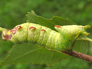 Raupe Dromedar-Zahnspinner  Notodonta dromedarius  Iron Prominent