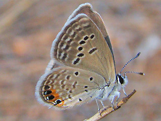 Chilades trochylus  Grass Jewel