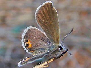 Chilades trochylus  Grass Jewel
