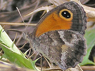 Pyronia cecilia Sdliches Ochsenauge Southern Gatekeeper