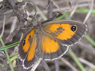 Pyronia cecilia Sdliches Ochsenauge Southern Gatekeeper