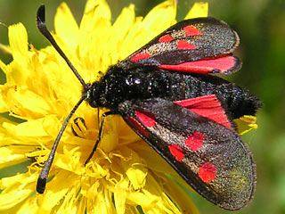 Zygaena corsica