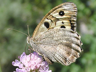 Charaxes jasius  Berghexe  The Hermit