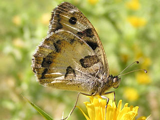Charaxes jasius  Berghexe  The Hermit