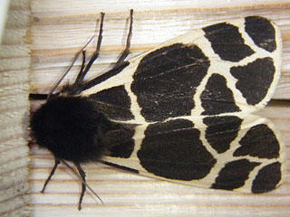 Arctia flavia  Engadiner Br