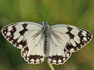 Melanargia lachesis