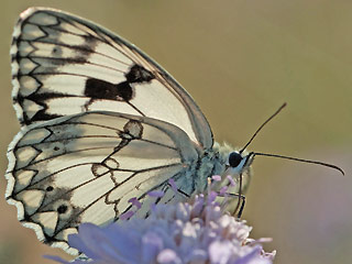 Melanargia lachesis