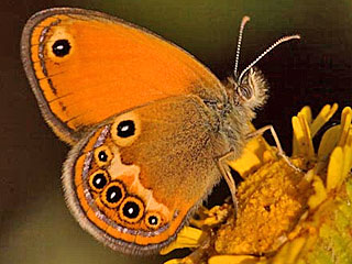 Elba Wiesenv�gelchen  Coenonympha elbana Elban Heath