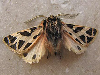 Ocnogyna loewii  M�nnchen