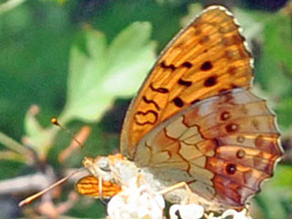 Brombeer-Perlmutterfalter Brenthis daphne