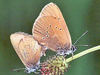 Paarung Dunkler Wiesenknopf-Ameisenbluling  Maculinea nausithous