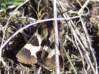 Steppenbr  Watsonarctia casta