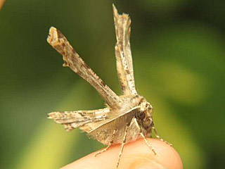 Apochima flabellaria