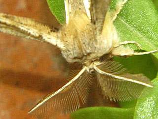 Apochima flabellaria