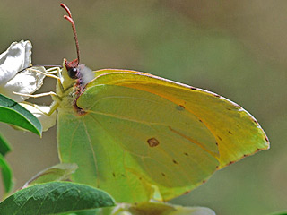 Mnnchen La Gomera-Zitronenfalter   Gonepteryx eversi 