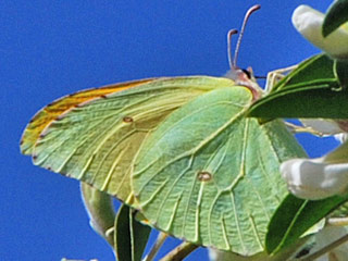 Mnnchen La Gomera-Zitronenfalter   Gonepteryx eversi