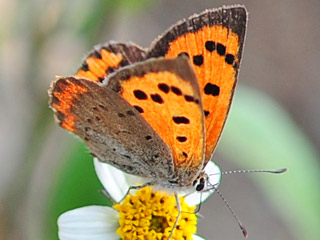 Kleiner Feuerfalter Lycaena phlaeas Small Copper Teneriffa Fuerteventura Gran Canaria Lanzarote La Palma La Gomera El Hierro