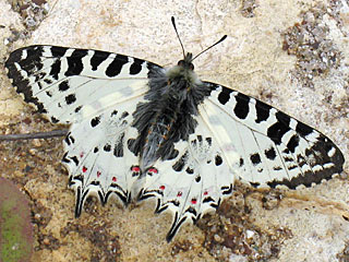 stlicher Osterluzeifalter Allancastria cerisy, Eastern Festoon, Balkan-Osterluzeifalter, A. cerisy