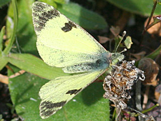Euchloe charlonia  Greenish Black-Tip