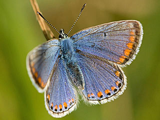 Polyommatus celina