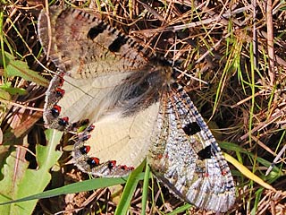 Archon apollinus Osterluzei-Apollo  False Apollo