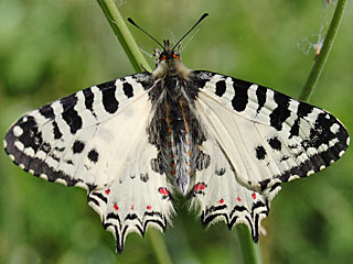 Mnnchen stlicher Osterluzeifalter Allancastria cerisy, Eastern Festoon, Balkan-Osterluzeifalter, A. cerisy